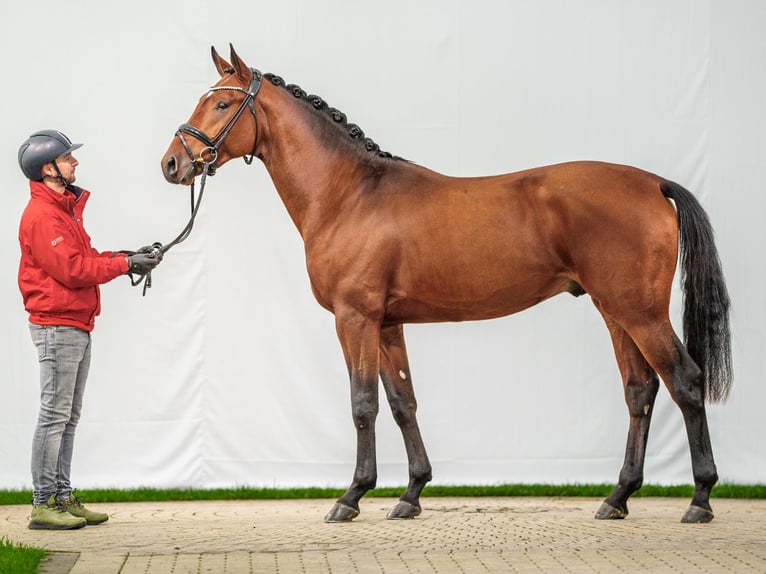 Westfaliano Stallone 2 Anni Baio in Münster-Handorf