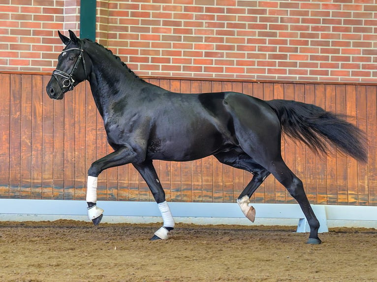 Westfaliano Stallone 2 Anni Baio nero in Rostock