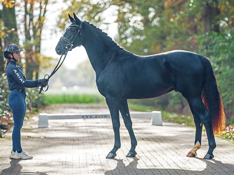 Westfaliano Stallone 2 Anni Baio nero in Rostock