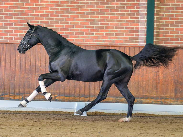 Westfaliano Stallone 2 Anni Baio nero in Rostock