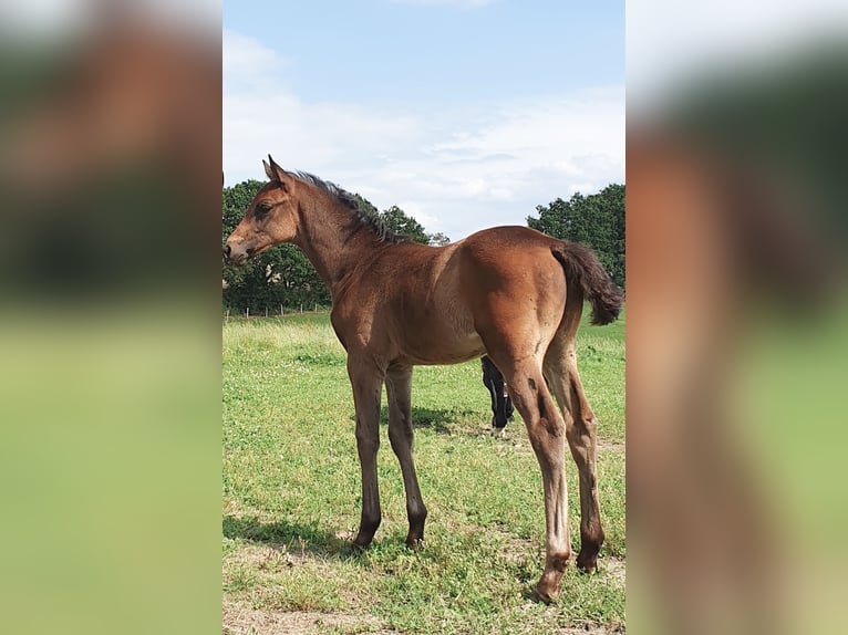 Westfaliano Stallone 2 Anni Baio scuro in Wenden