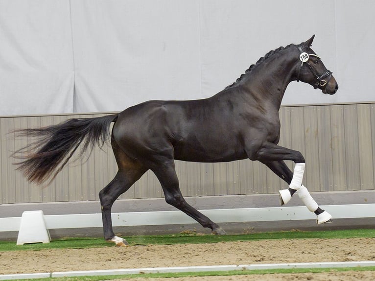 Westfaliano Stallone 2 Anni Baio scuro in Münster-Handorf