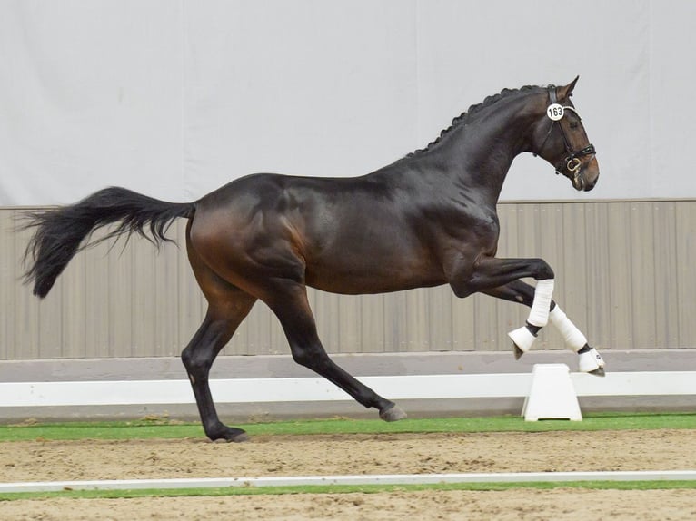 Westfaliano Stallone 2 Anni Baio scuro in Münster-Handorf