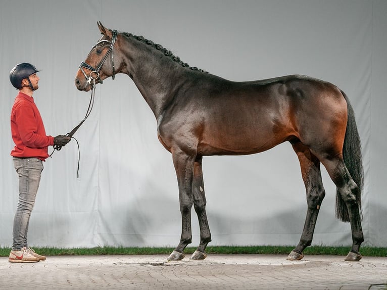 Westfaliano Stallone 2 Anni Baio scuro in Münster-Handorf