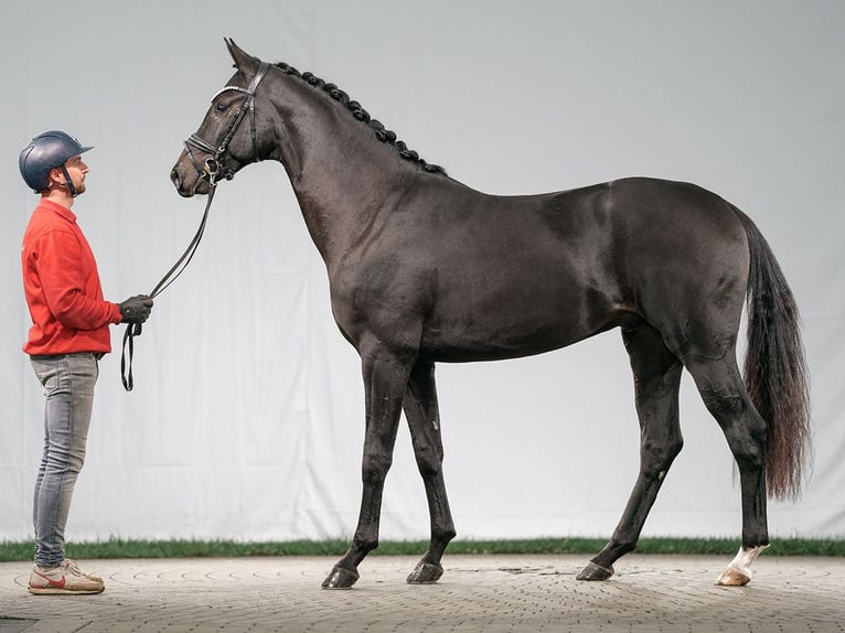 Westfaliano Stallone 2 Anni Baio scuro in Münster-Handorf