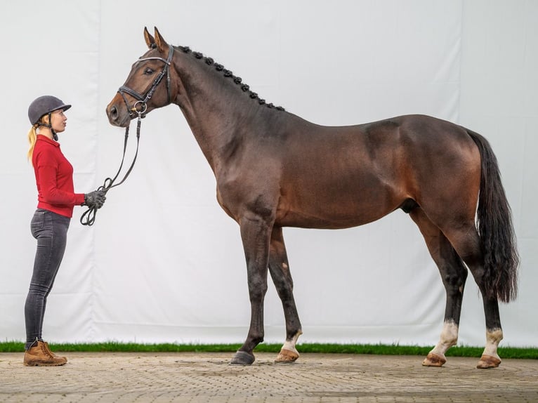 Westfaliano Stallone 2 Anni Baio scuro in Münster-Handorf