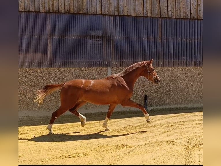 Westfaliano Stallone 2 Anni in Nottuln