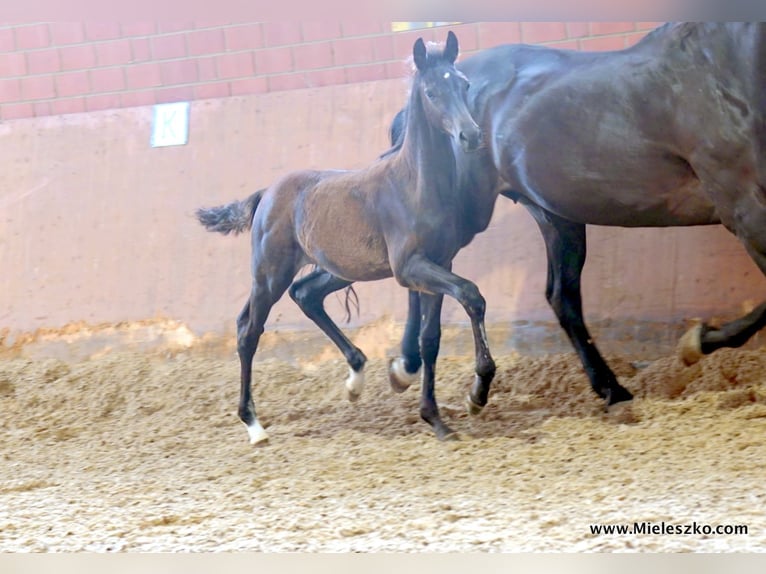 Westfaliano Stallone 2 Anni in Paderborn