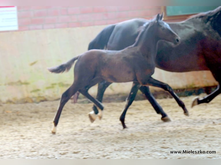 Westfaliano Stallone 2 Anni in Paderborn