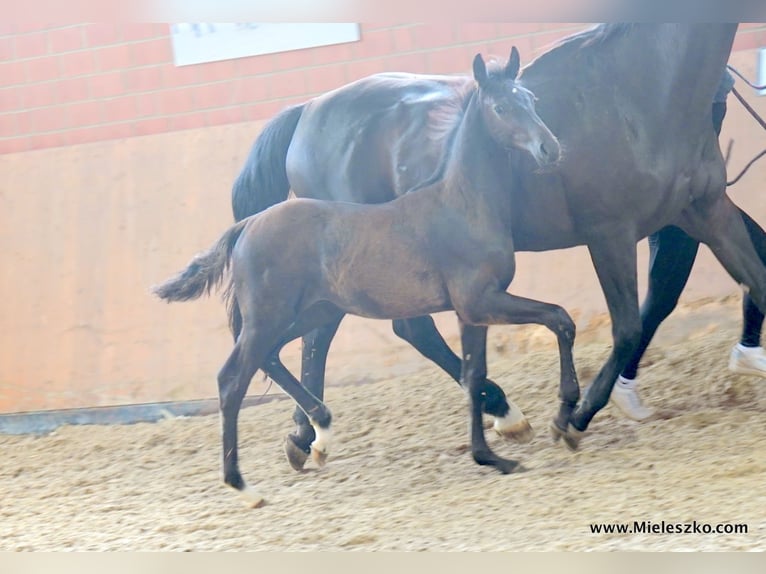 Westfaliano Stallone 2 Anni in Paderborn