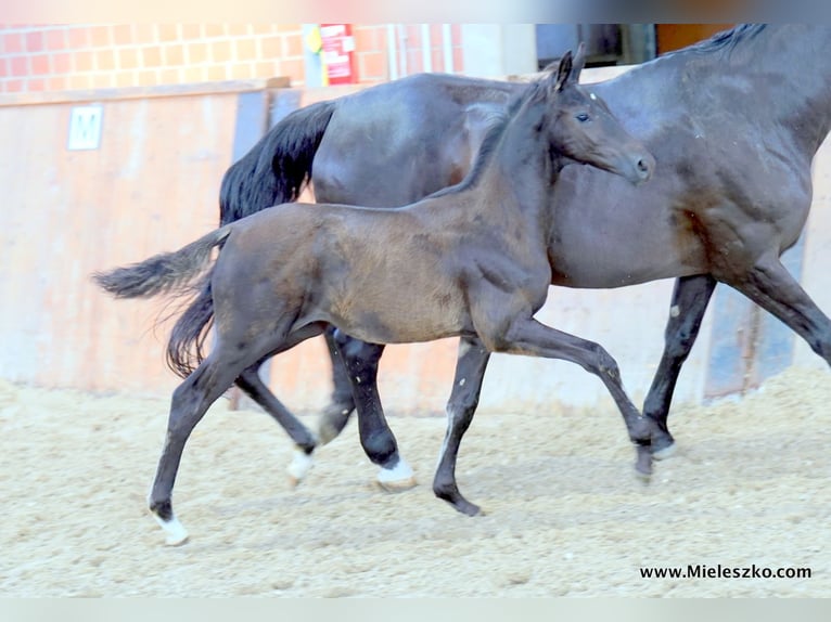 Westfaliano Stallone 2 Anni in Paderborn