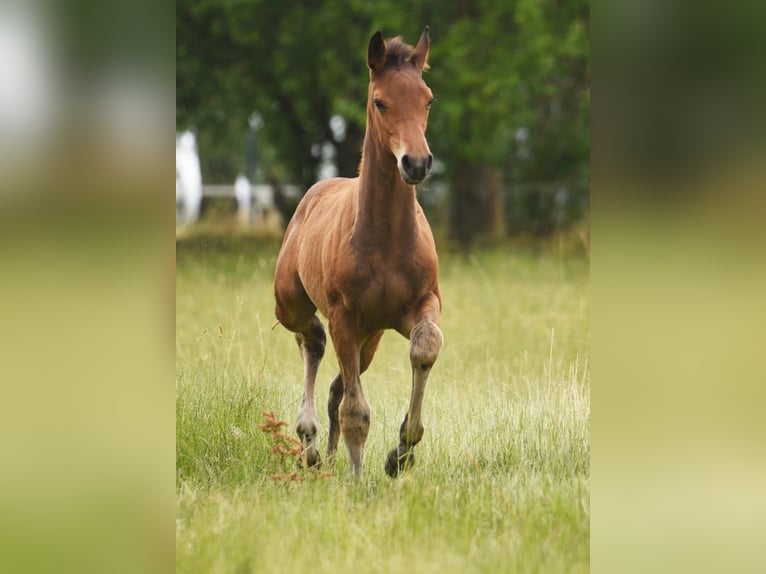 Westfaliano Stallone 2 Anni in Anröchte