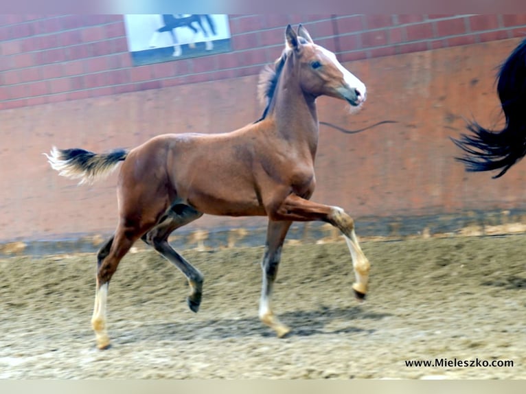 Westfaliano Stallone 2 Anni in Paderborn