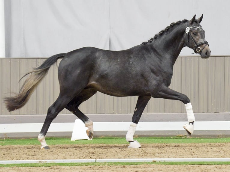 Westfaliano Stallone 2 Anni Grigio in Münster-Handorf