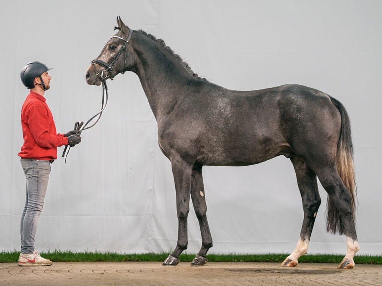 Westfaliano Stallone 2 Anni Grigio in Münster-Handorf