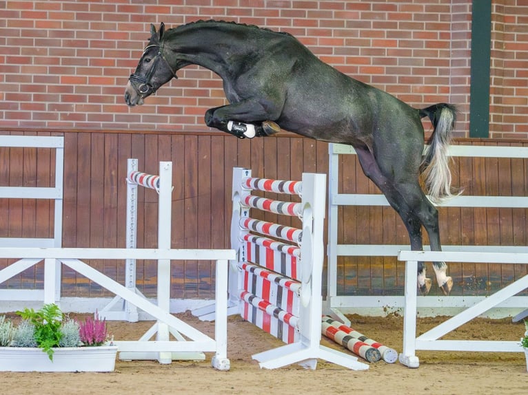 Westfaliano Stallone 2 Anni Grigio in Rostock