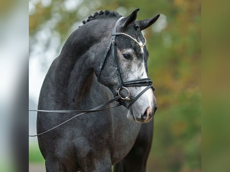 Westfaliano Stallone 2 Anni Grigio in Rostock