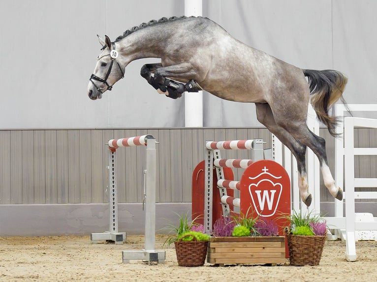 Westfaliano Stallone 2 Anni Grigio in Münster-Handorf