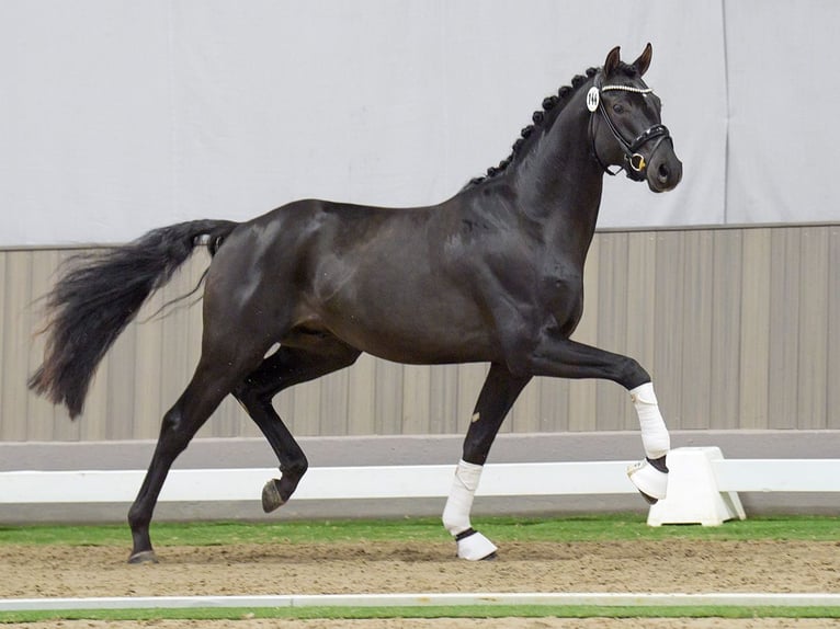 Westfaliano Stallone 2 Anni Morello in Münster-Handorf