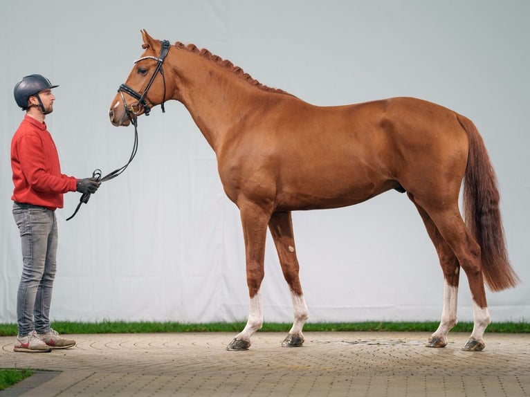 Westfaliano Stallone 2 Anni Sauro in Münster-Handorf