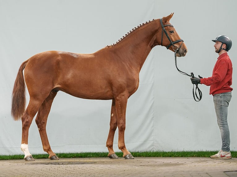 Westfaliano Stallone 2 Anni Sauro in Münster-Handorf