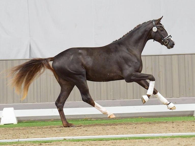 Westfaliano Stallone 2 Anni Sauro scuro in Münster-Handorf