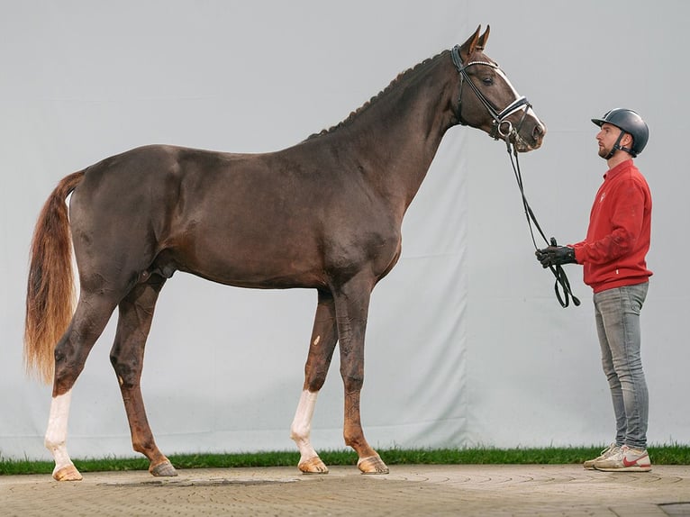 Westfaliano Stallone 2 Anni Sauro scuro in Münster-Handorf