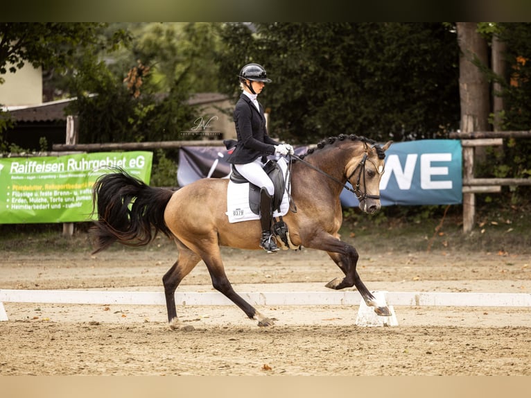 Westfaliano Stallone 3 Anni 148 cm Pelle di daino in Ratingen