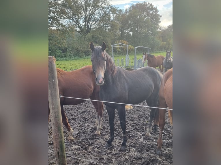 Westfaliano Stallone 3 Anni 158 cm Può diventare grigio in Gescher