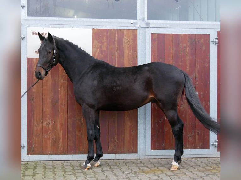 Westfaliano Stallone 3 Anni 162 cm Baio in Dorsten