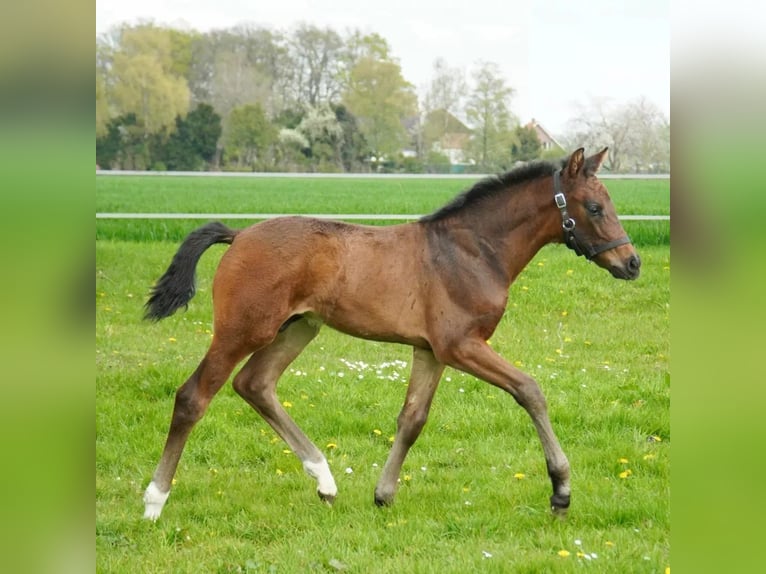 Westfaliano Stallone 3 Anni 162 cm Baio scuro in Steinhagen