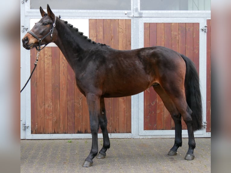 Westfaliano Stallone 3 Anni 163 cm Baio in Dorsten
