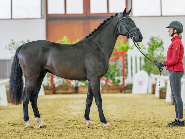 Westfaliano Stallone 3 Anni 163 cm Morello in M&#xFC;nster-Handorf