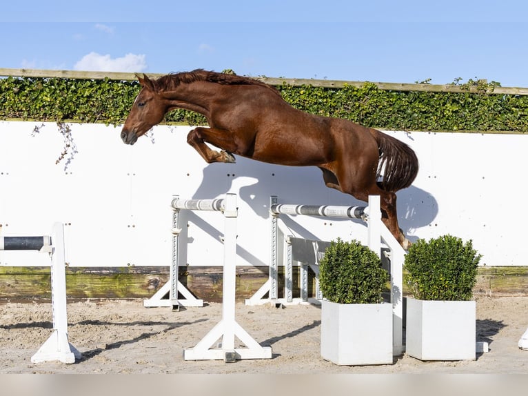 Westfaliano Stallone 3 Anni 164 cm  in Waddinxveen