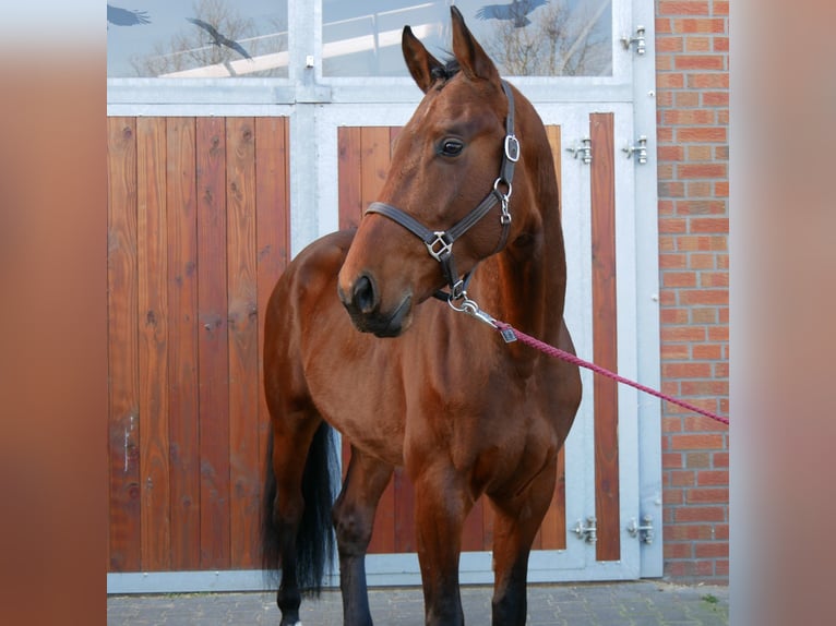 Westfaliano Stallone 3 Anni 164 cm in Dorsten