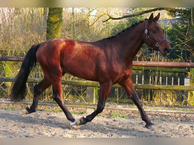 Westfaliano Stallone 3 Anni 164 cm in Dorsten