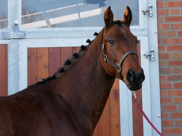 Westfaliano Stallone 3 Anni 164 cm in Dorsten