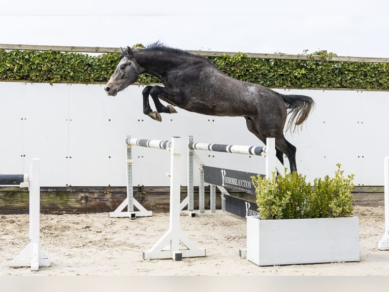 Westfaliano Stallone 3 Anni 166 cm Grigio in Waddinxveen