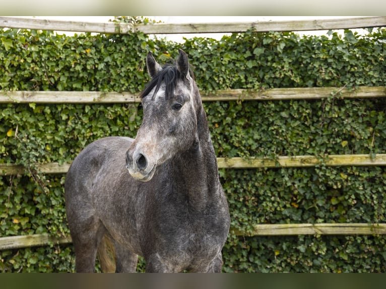 Westfaliano Stallone 3 Anni 166 cm Grigio in Waddinxveen