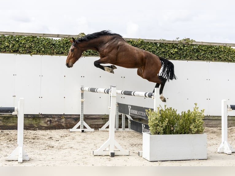 Westfaliano Stallone 3 Anni 167 cm Baio in Waddinxveen