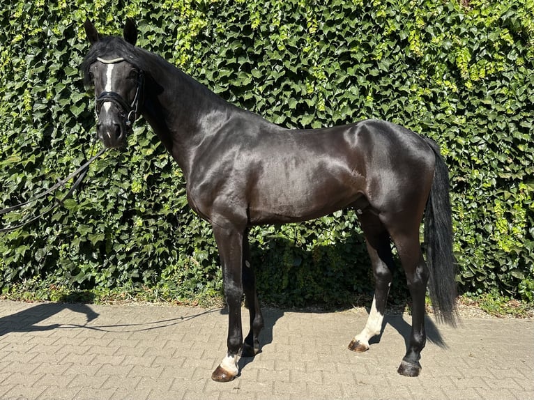 Westfaliano Stallone 3 Anni 167 cm Morello in Rees