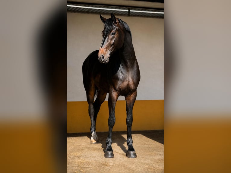 Westfaliano Stallone 3 Anni 168 cm Baio in El Catllar