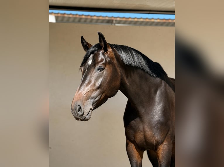 Westfaliano Stallone 3 Anni 168 cm Baio in El Catllar