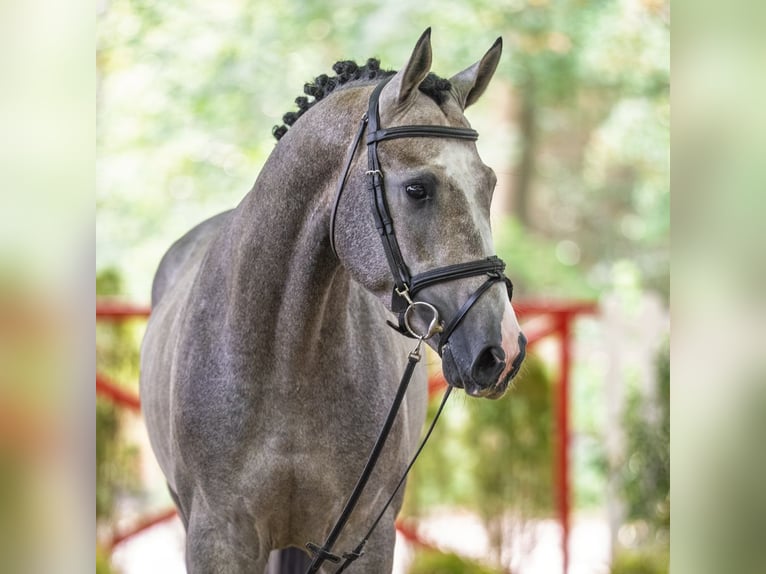 Westfaliano Stallone 3 Anni 168 cm Grigio in Mnster-Handorf