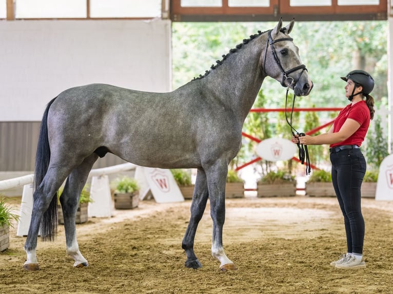 Westfaliano Stallone 3 Anni 168 cm Grigio in Mnster-Handorf