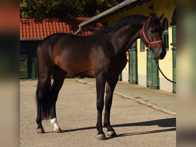 Westfaliano Stallone 3 Anni 169 cm Baio scuro in Murska Soboda