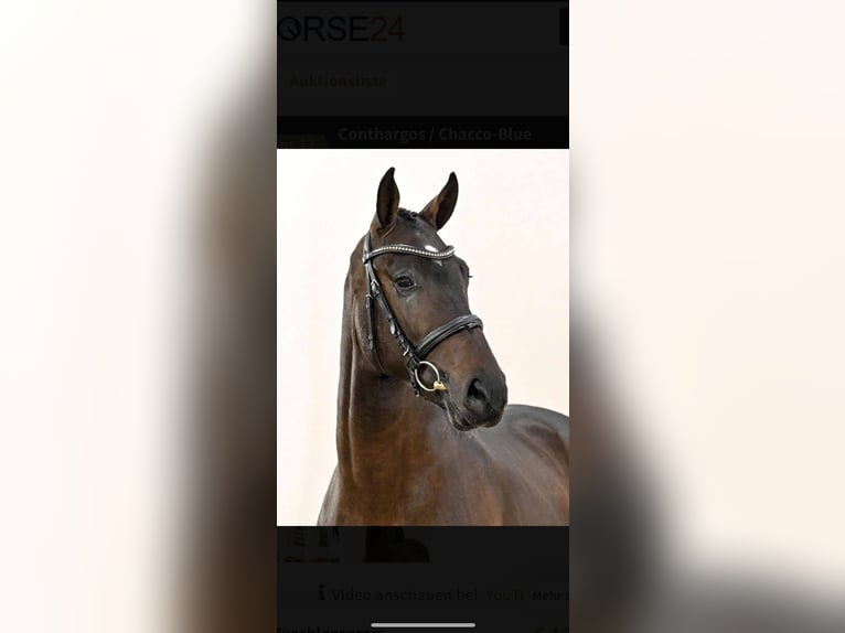 Westfaliano Stallone 3 Anni 170 cm Baio nero in Bocholt