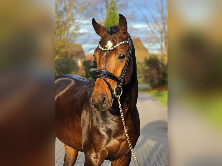 Westfaliano Stallone 3 Anni 170 cm Baio scuro in Lippetal