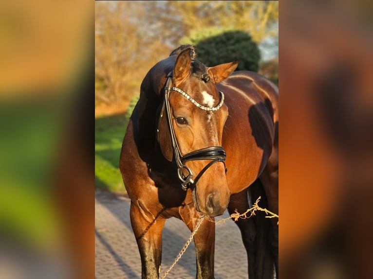 Westfaliano Stallone 3 Anni 170 cm Baio scuro in Lippetal