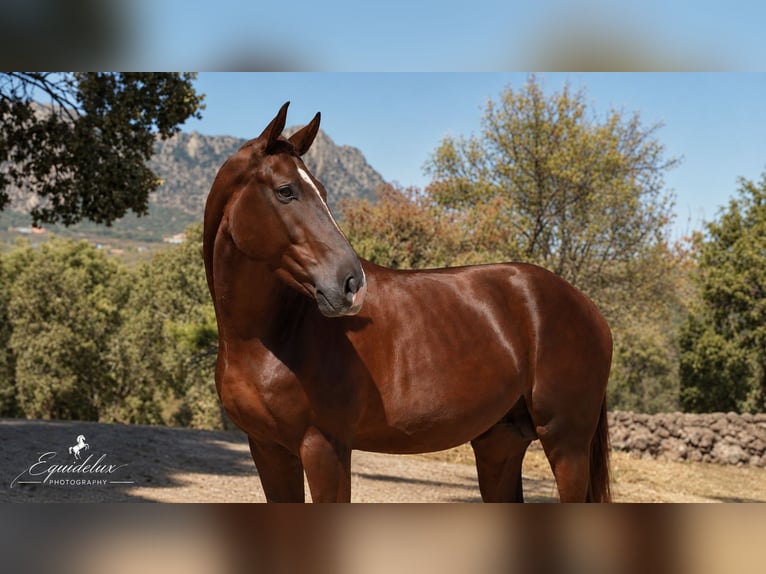 Westfaliano Stallone 3 Anni 170 cm Sauro scuro in Madrid